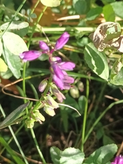 Polygala major
