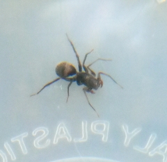Corinnidae