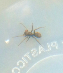 Corinnidae