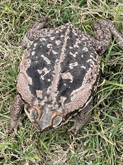Rhinella diptycha
