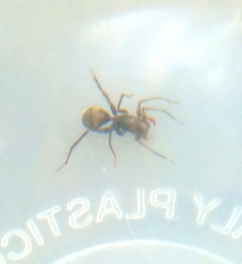 Corinnidae