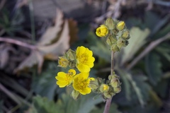 Potentilla gracilis