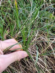 Carex uncinata
