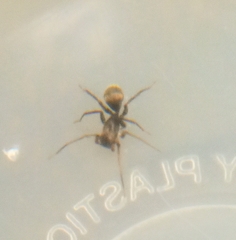 Corinnidae