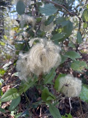 Clematis reticulata