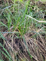 Carex uncinata