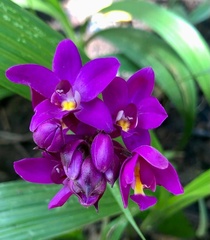 Spathoglottis
