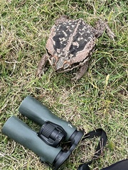Rhinella diptycha