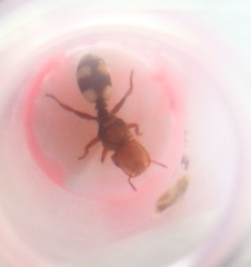 Cephalotes umbraculatus