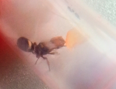 Cephalotes umbraculatus