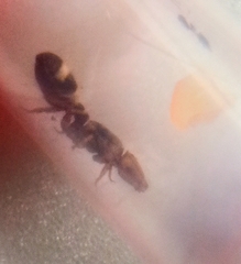 Cephalotes umbraculatus