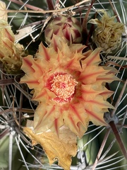 Ferocactus townsendianus