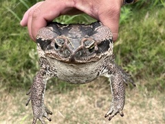 Rhinella diptycha