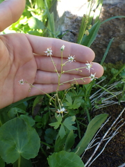 Micranthes odontoloma