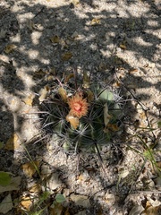 Ferocactus townsendianus