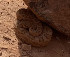 Crotalus oreganus concolor