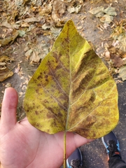 Syringa