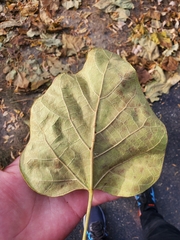 Syringa