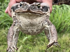 Rhinella diptycha