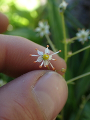 Micranthes odontoloma