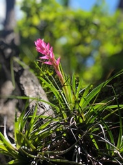 Tillandsia stricta