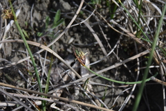 Schoenoplectus pungens