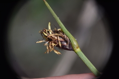 Schoenoplectus pungens