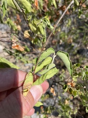 Croton caboensis