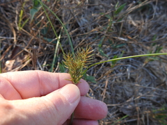 Cyperus retroflexus