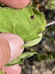 Croton caboensis