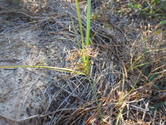 Cyperus retroflexus