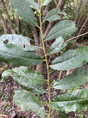 Salix hookeriana
