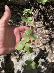 Ibervillea sonorae