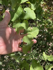 Ibervillea sonorae