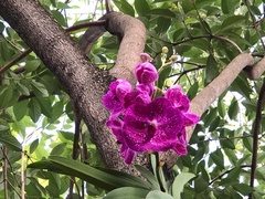 Vanda