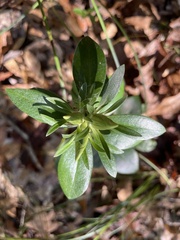 Gentiana villosa