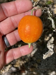 Ibervillea sonorae