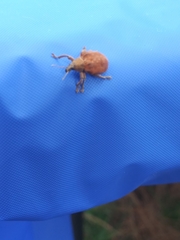 Gonipterus platensis