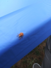 Gonipterus platensis