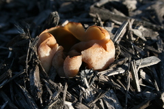 Peziza varia
