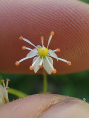 Micranthes odontoloma