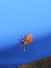 Gonipterus platensis