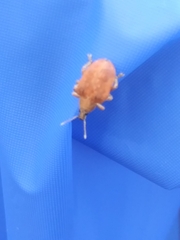 Gonipterus platensis