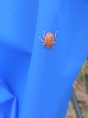 Gonipterus platensis