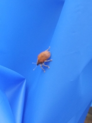 Gonipterus platensis