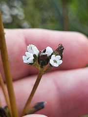 Logania recurva