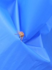 Gonipterus platensis