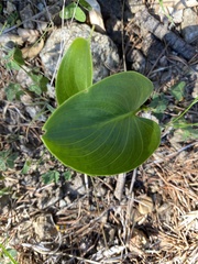 Zantedeschia aethiopica