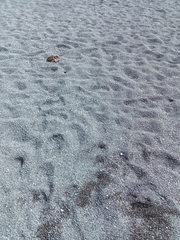 Charadrius bicinctus bicinctus