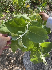 Buddleja crotonoides